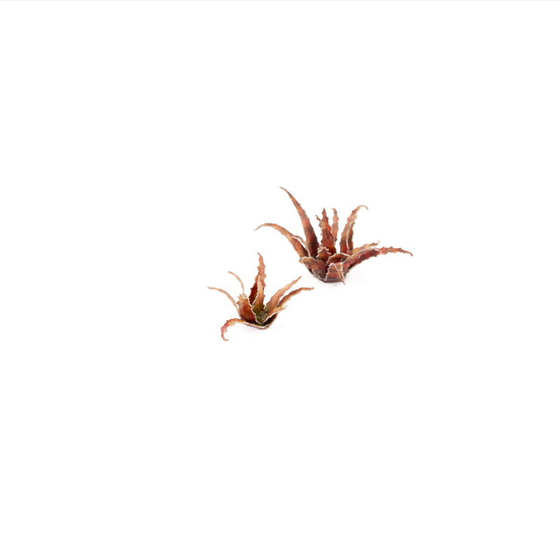 Red Aloe