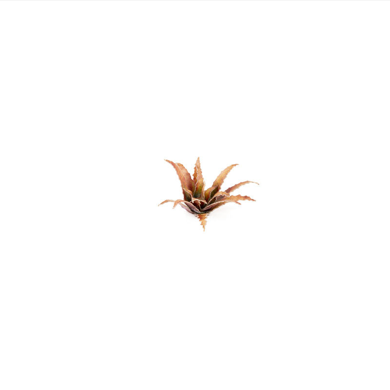 Red Aloe
